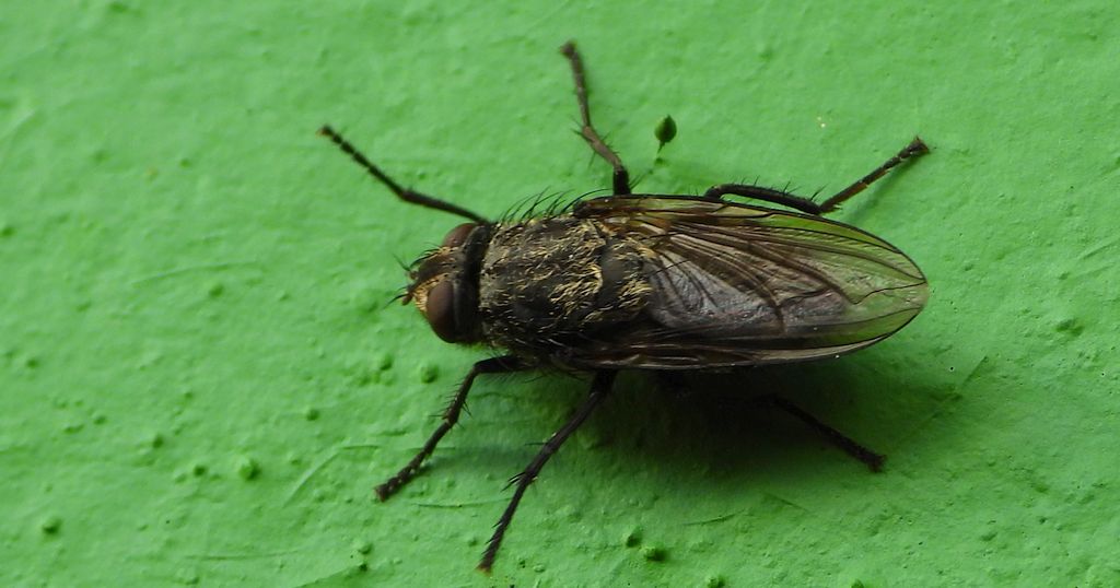 Mucha jesienna (Pollenia rudis)