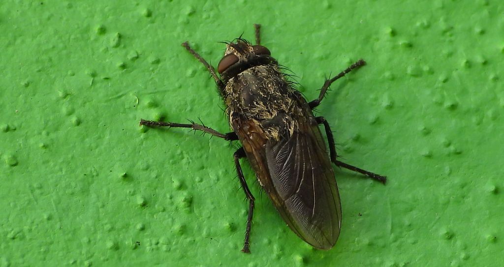 Mucha jesienna (Pollenia rudis)