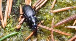Szykoń czarny (Pterostichus niger)