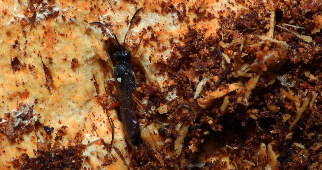 Gąsienicznik czerwonawy (Stenichneumon culpator)