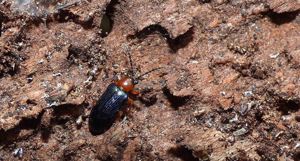 Skrzypionka zbożowa (Oulema melanopus)