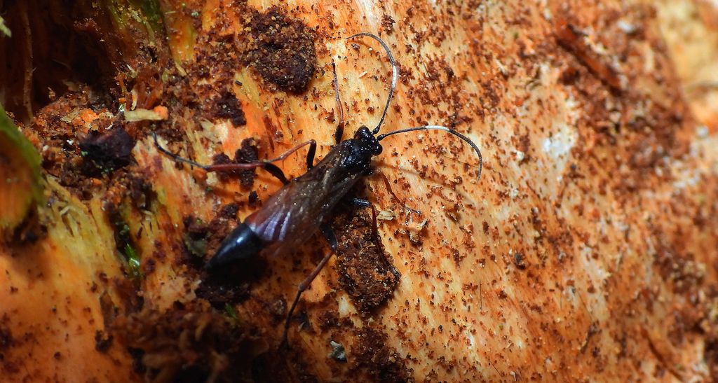 Gąsienicznik czerwonawy (Stenichneumon culpator)