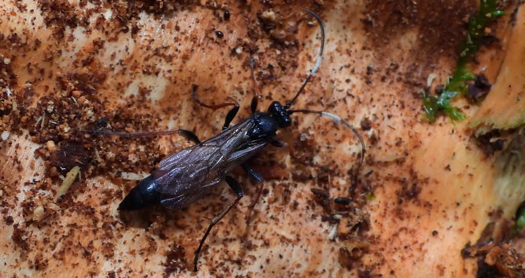 Gąsienicznik czerwonawy (Stenichneumon culpator)