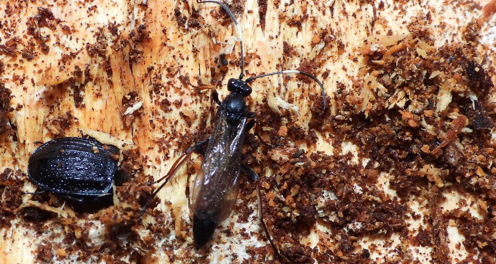 Gąsienicznik czerwonawy (Stenichneumon culpator)