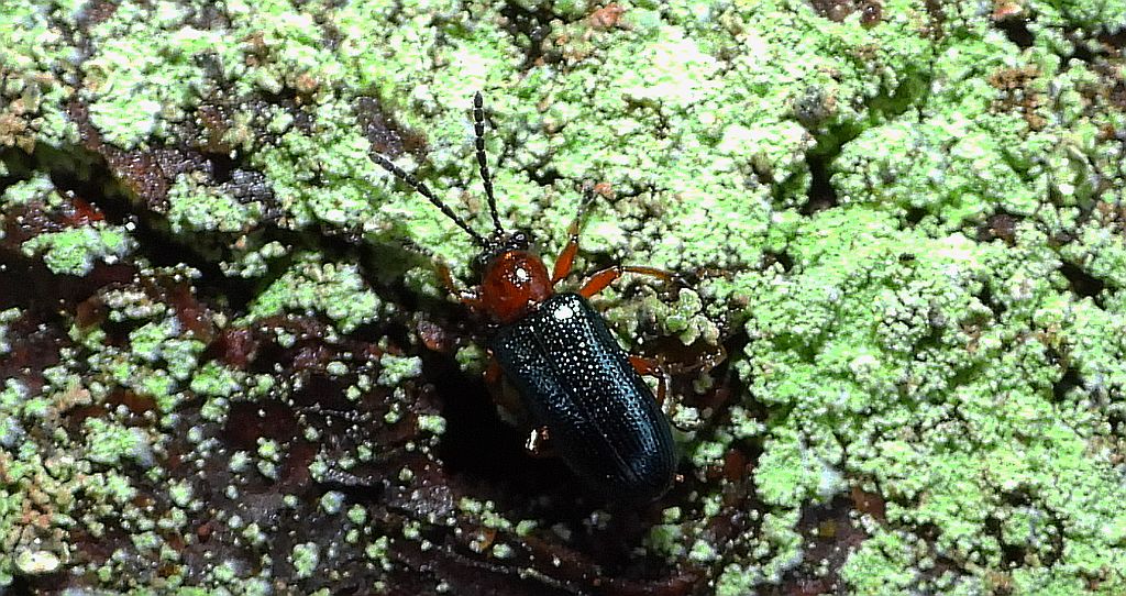 Skrzypionka zbożowa (Oulema melanopus)