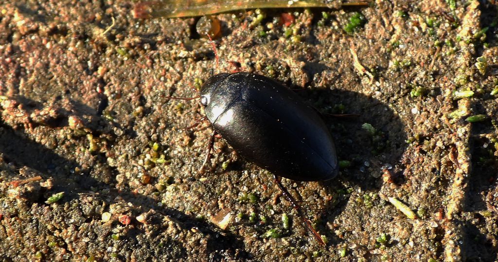 Grążak gładki (Ilybius aenescens)