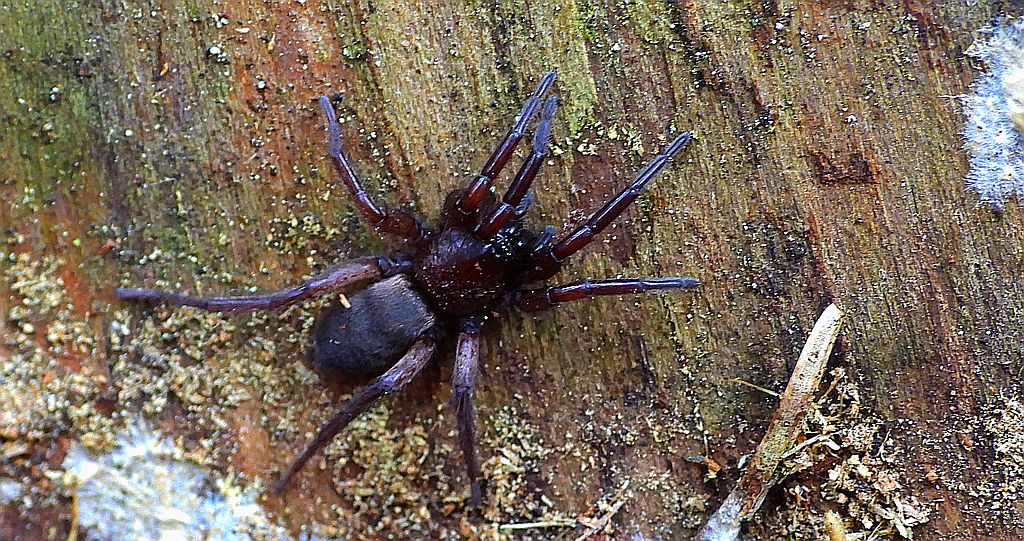 Haplodrassus spp.