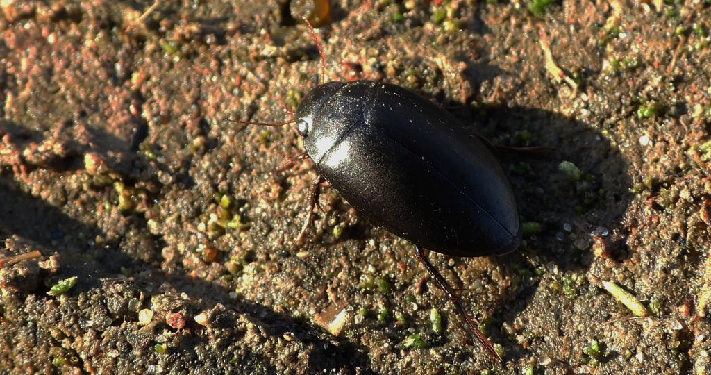 Grążak gładki (Ilybius aenescens)