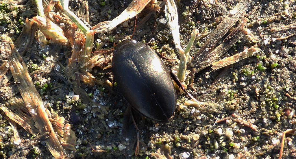 Grążak gładki (Ilybius aenescens)