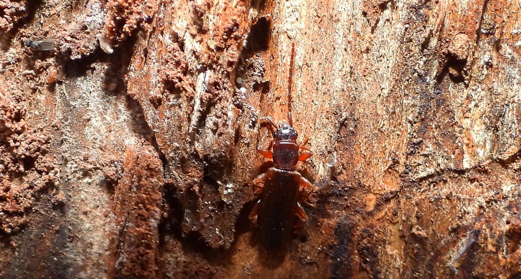 Dendrophagus crenatus