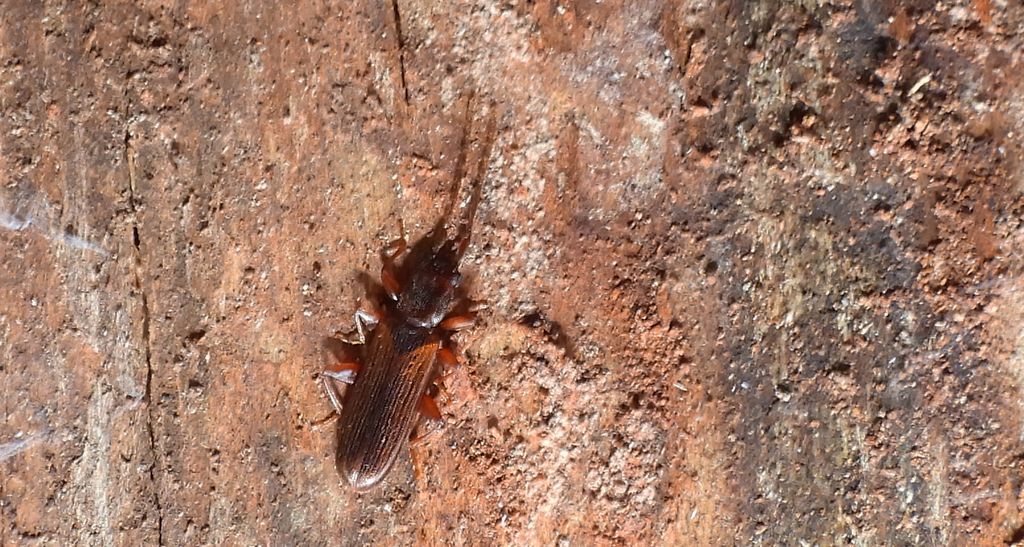 Dendrophagus crenatus