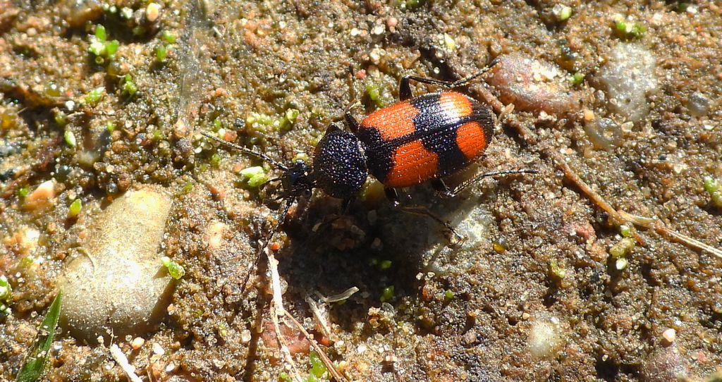 Świętek krzyżaczek (Panagaeus cruxmajor)