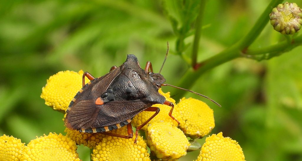 Tarczówka rudonoga (Pentatoma rufipes)