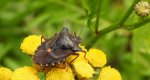 Tarczówka rudonoga (Pentatoma rufipes)