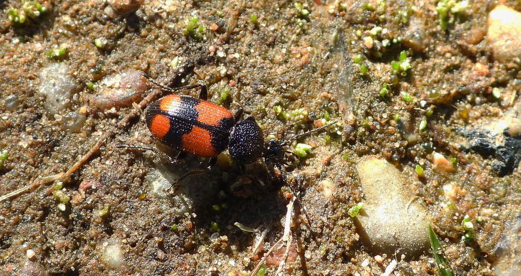 Świętek krzyżaczek (Panagaeus cruxmajor)