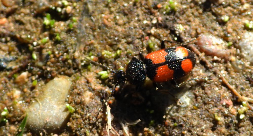 Świętek krzyżaczek (Panagaeus cruxmajor)