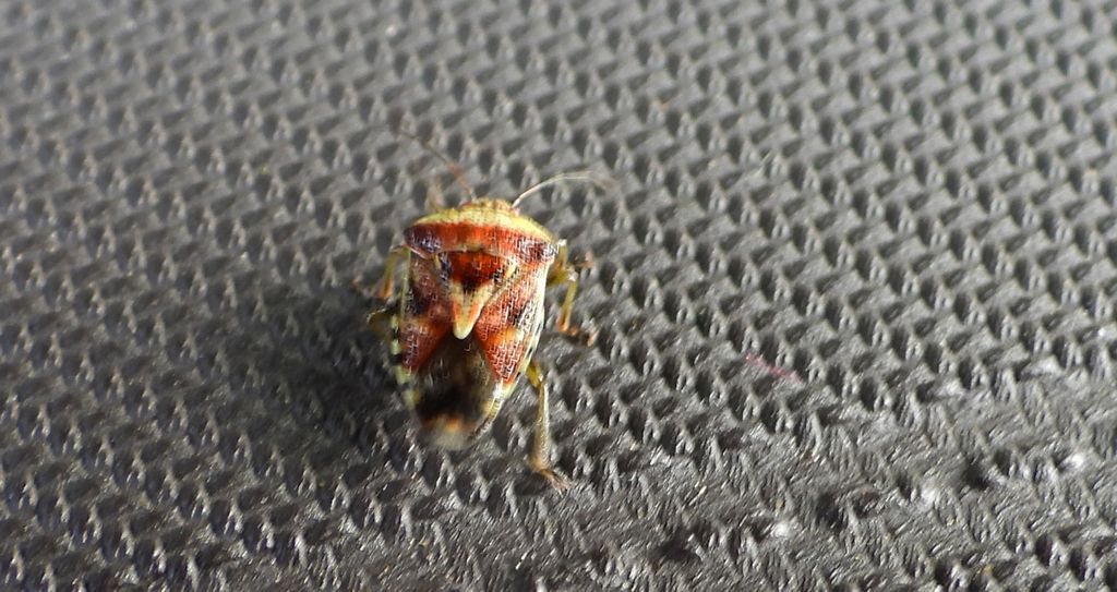 Knieżyca szara (Elasmucha grisea)