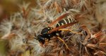 Klecanka pospolita (Polistes dominula)