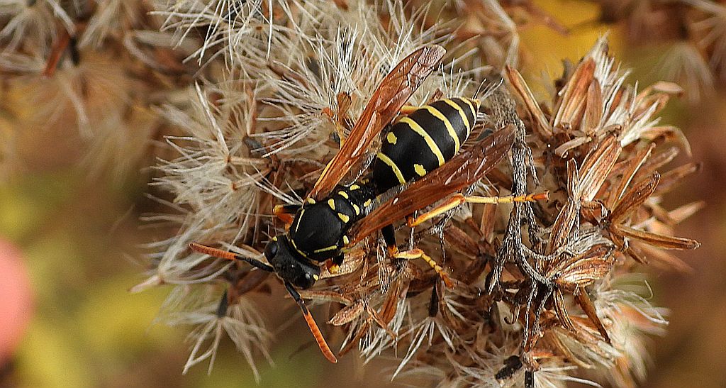 Klecanka pospolita (Polistes dominula)