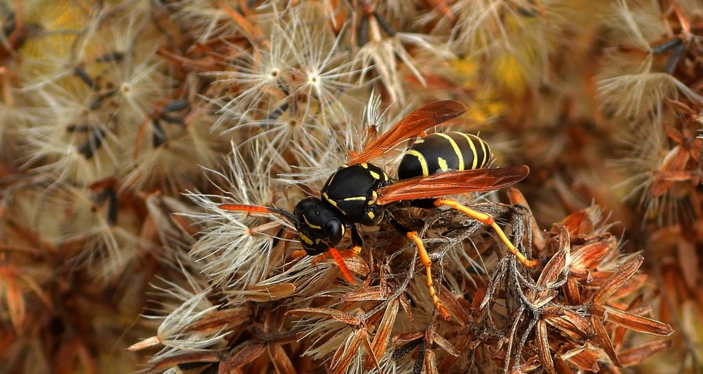 Klecanka pospolita (Polistes dominula)