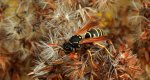 Klecanka pospolita (Polistes dominula)