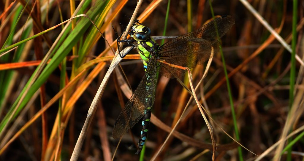Żagnica sina (Aeshna cyanea)