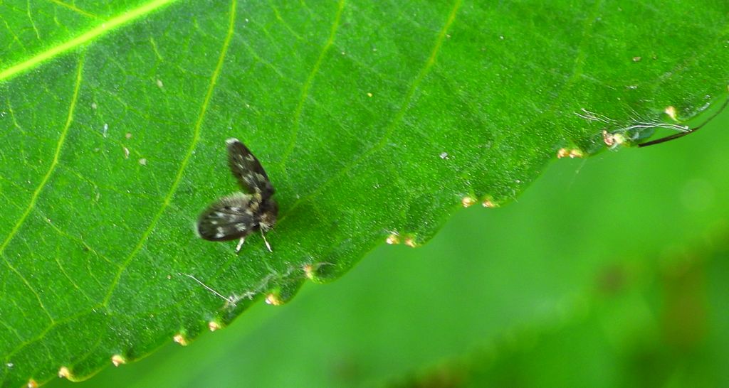 Przedstawiciel ćminek (Psychodidae)