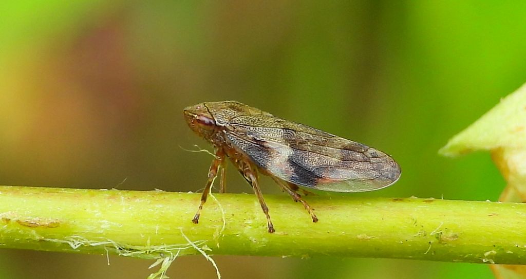 Pienik ślinianka (Philaenus spumarius)