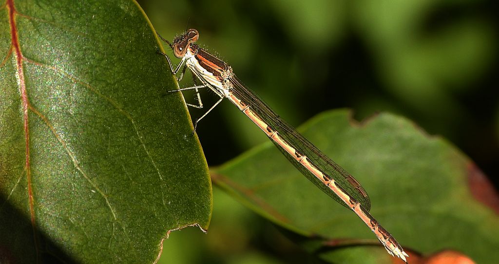 Straszka pospolita, zimówka rudawa (Sympecma fusca)