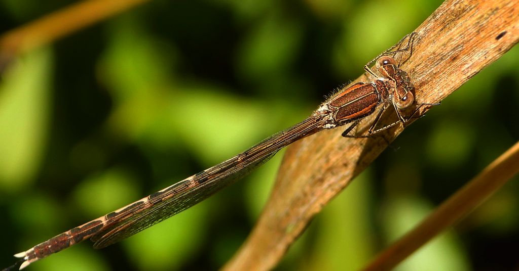 Straszka pospolita, zimówka rudawa (Sympecma fusca)