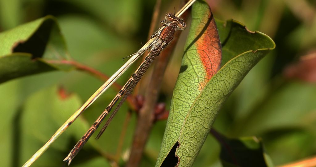 Straszka pospolita, zimówka rudawa (Sympecma fusca)