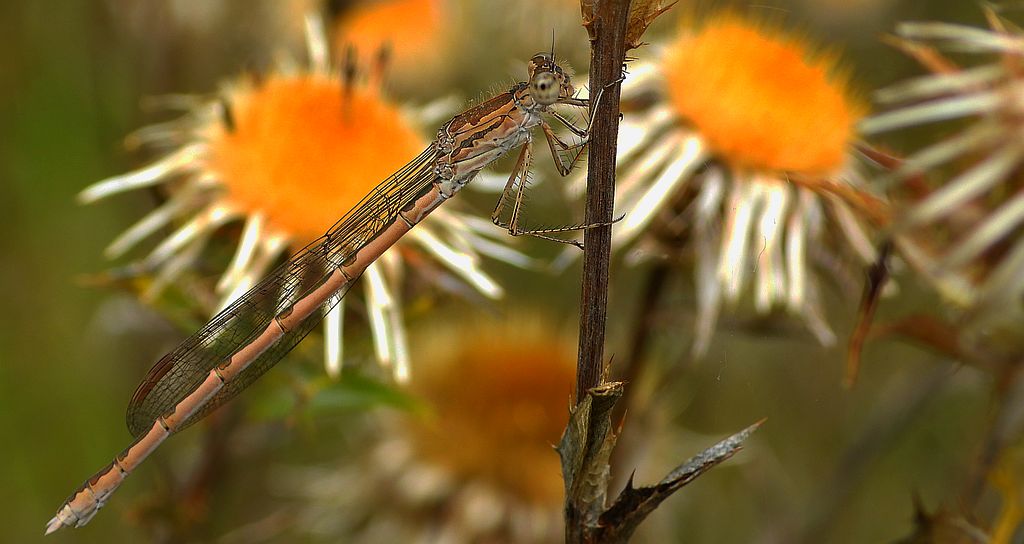 Straszka północna, straszka syberyjska (Sympecma paedisca)