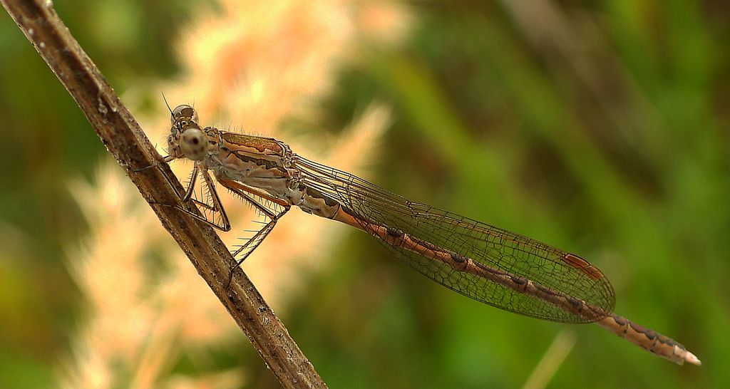 Straszka północna, straszka syberyjska (Sympecma paedisca)