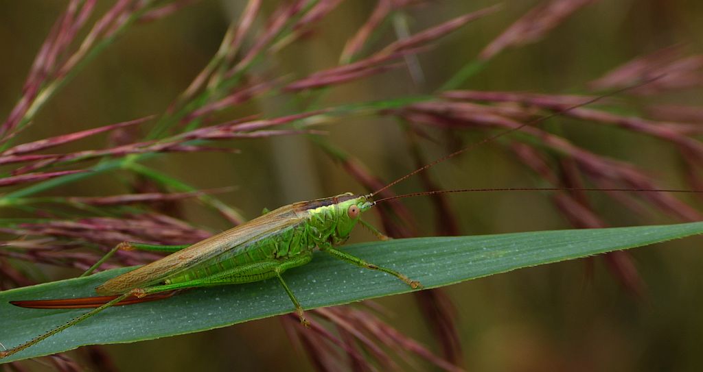 Miecznik ciemny, miecznik brązowy (Conocephalus fuscus, Conocephalus discolor)
