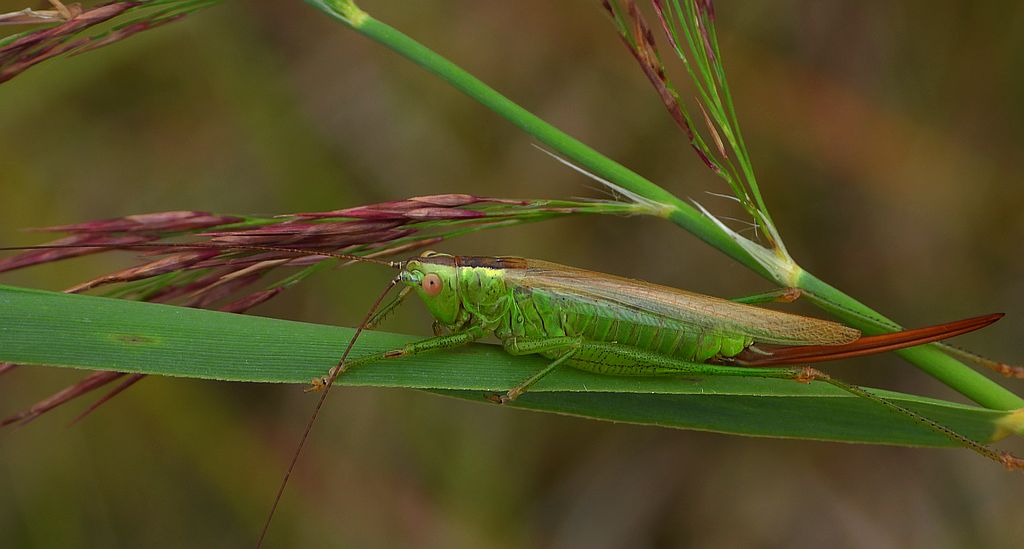 Miecznik ciemny, miecznik brązowy (Conocephalus fuscus, Conocephalus discolor)