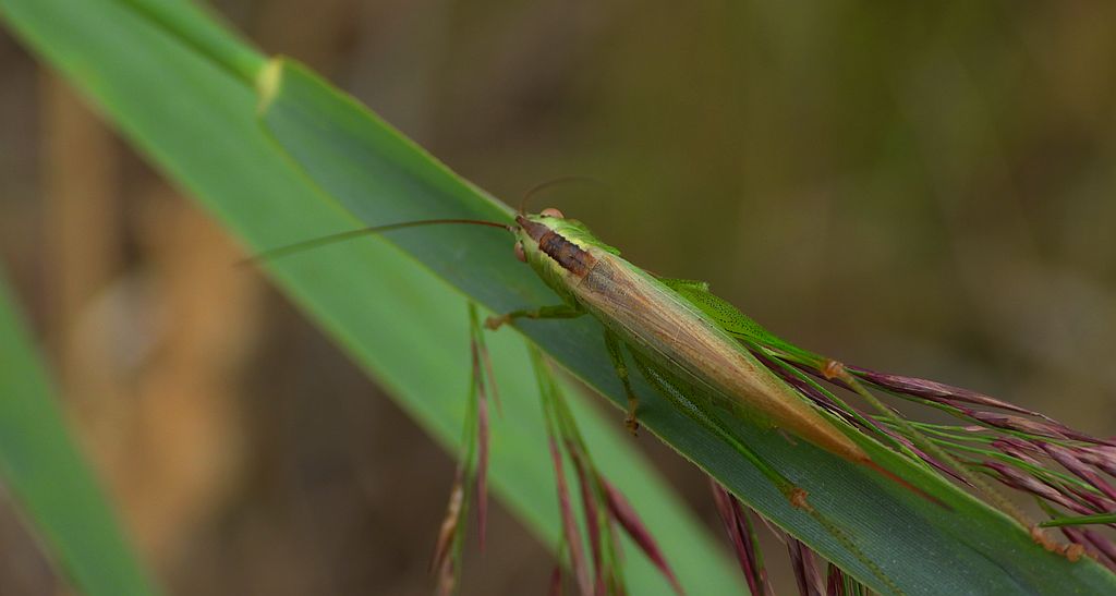 Miecznik ciemny, miecznik brązowy (Conocephalus fuscus, Conocephalus discolor)