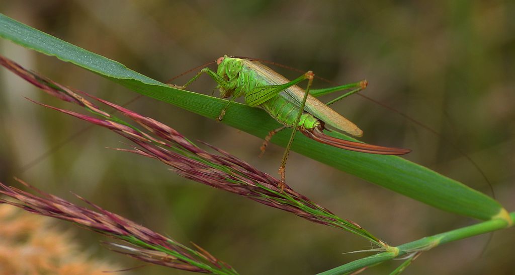 Miecznik ciemny, miecznik brązowy (Conocephalus fuscus, Conocephalus discolor)