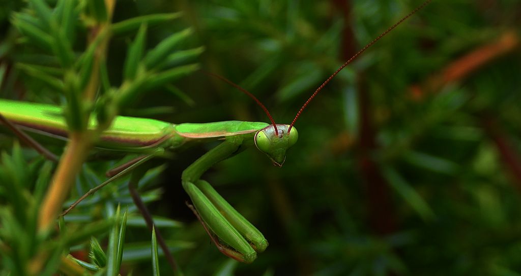 Modliszka zwyczajna (Mantis religiosa)