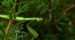 Modliszka zwyczajna (Mantis religiosa)