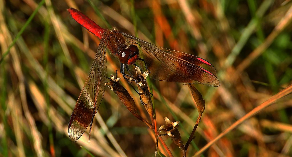 Szablak przepasany, szablak przewiązany, szablak górski (Sympetrum pedemontanum)