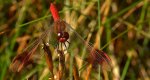 Szablak przepasany, szablak przewiązany, szablak górski (Sympetrum pedemontanum)