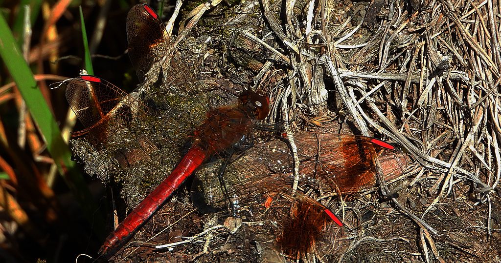 Szablak przepasany, szablak przewiązany, szablak górski (Sympetrum pedemontanum)