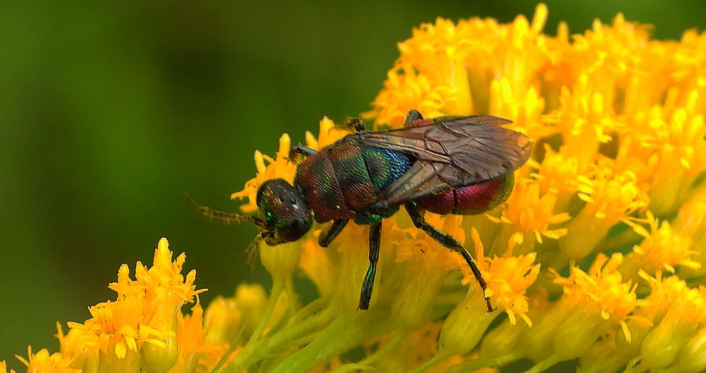 Powabnica blondynka (Hedychrum rutilans)