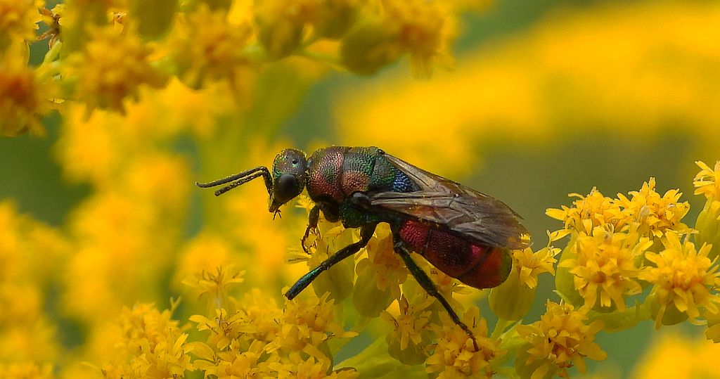 Powabnica blondynka (Hedychrum rutilans)