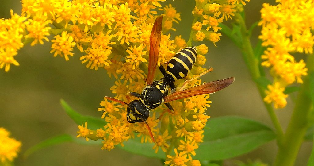 Klecanka polna (Polistes nimpha)
