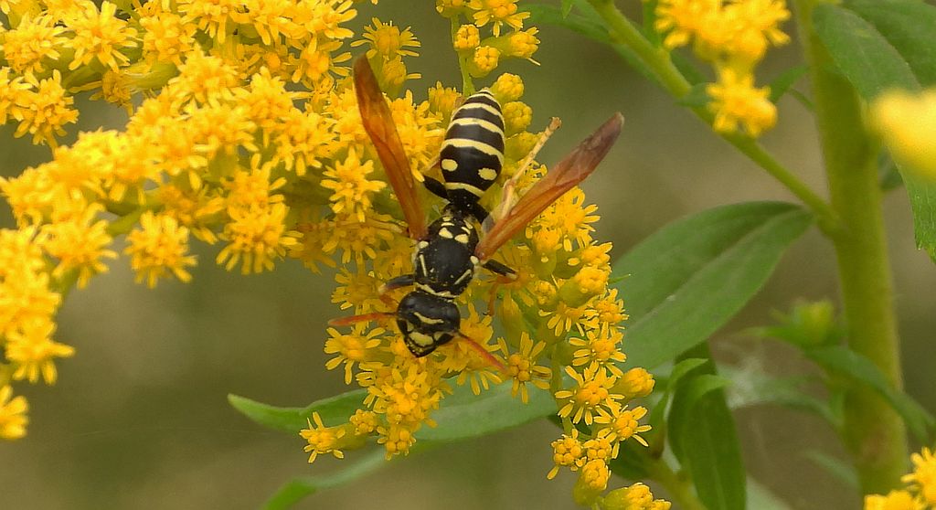 Klecanka polna (Polistes nimpha)