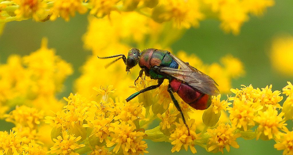 Powabnica blondynka (Hedychrum rutilans)