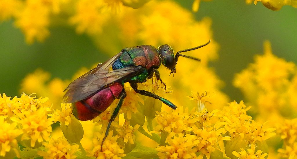 Powabnica blondynka (Hedychrum rutilans)