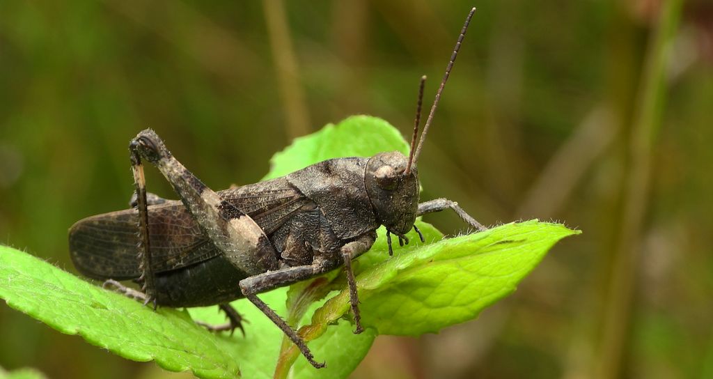 Trajkotka czerwona (Psophus stridulus)
