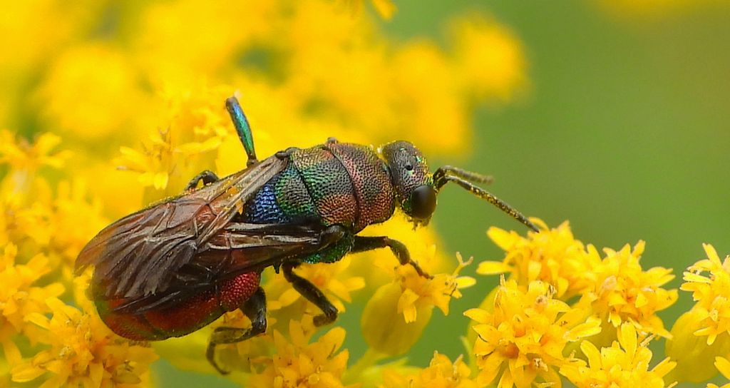 Powabnica blondynka (Hedychrum rutilans)